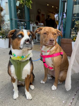 Design Matching Accessories for You and Your Pup image 27