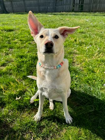 Design Matching Accessories for You and Your Pup image 28