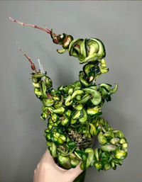 Sip, Pot & Party with Uncommon Plant Guy image 8