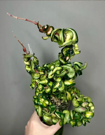 Sip, Pot & Party with Uncommon Plant Guy image 8