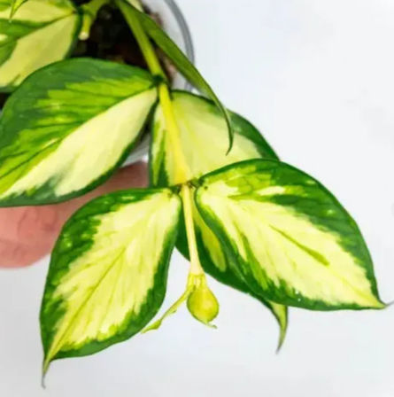 Sip, Pot & Party with Uncommon Plant Guy image 6