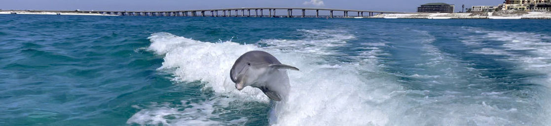 The Ultimate Dolphin Spotting Cruise in Destin image 3