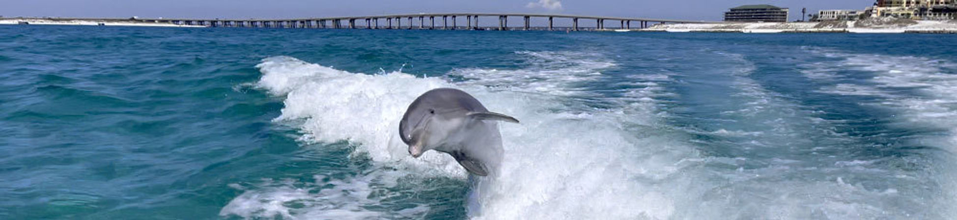 The Ultimate Dolphin Spotting Cruise in Destin image 3