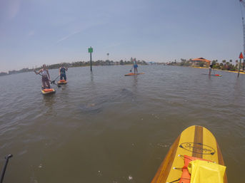 Dolphin and Manatee Adventure Tour (New Smyrna/Daytona Beach) image 10