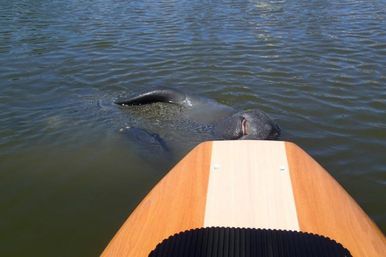 Dolphin and Manatee Adventure Tour (New Smyrna/Daytona Beach) image 4