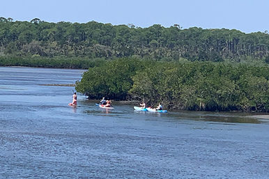 Dolphin and Manatee Adventure Tour (New Smyrna/Daytona Beach) image 3