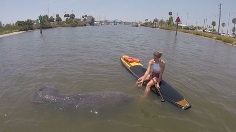 Dolphin and Manatee Adventure Tour (New Smyrna/Daytona Beach) image 8