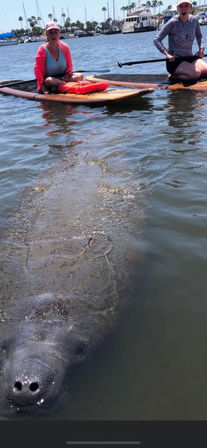 Dolphin and Manatee Adventure Tour (New Smyrna/Daytona Beach) image 9