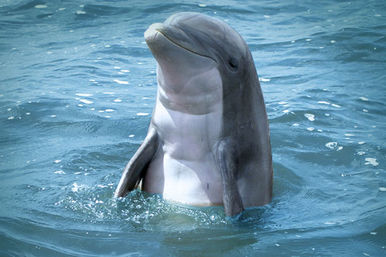 Dolphin and Manatee Adventure Tour (New Smyrna/Daytona Beach) image 2