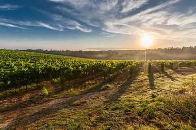 Private Limo Wine Tour: Visit Local Wineries with Tastings, Music & Scenic Views image 1
