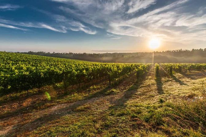 Private Limo Wine Tour: Visit Local Wineries with Tastings, Music & Scenic Views image 1