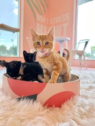Insta-Worthy Private "Pawty" in Pink Floor-to-Ceiling Cat Cafe (BYOB) image 7