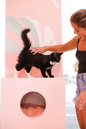 Insta-Worthy Private "Pawty" in Pink Floor-to-Ceiling Cat Cafe (BYOB) image 5