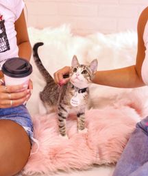 Insta-Worthy Private "Pawty" in Pink Floor-to-Ceiling Cat Cafe (BYOB) image 2