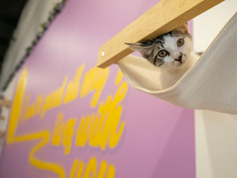 Private PAWty at a Cat Cafe: Adorable Cats + Yoga, Pilates, or Painting Add-Ons Available image 3