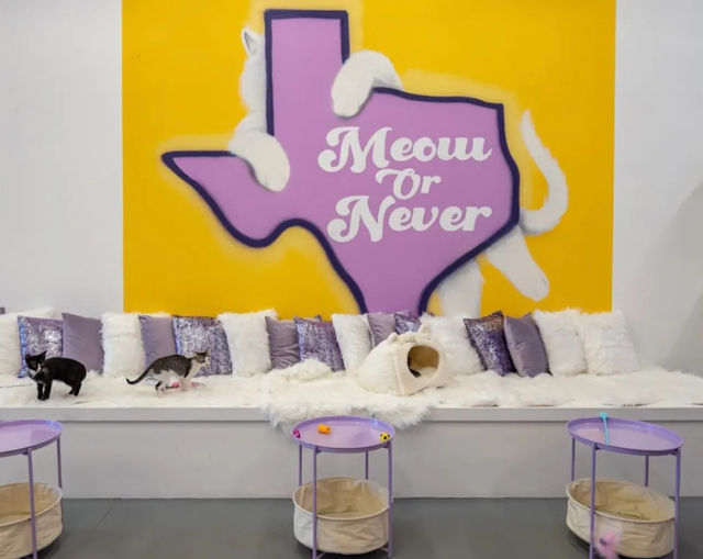 Private PAWty at a Cat Cafe: Adorable Cats + Yoga, Pilates, or Painting Add-Ons Available image 4