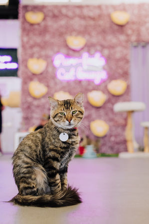 Private PAWty at a Cat Cafe: Adorable Cats + Yoga, Pilates, or Painting Add-Ons Available image 5