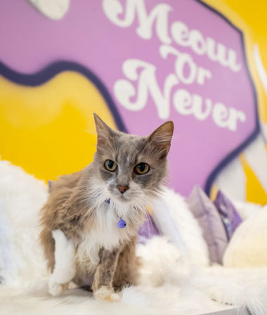 Private PAWty at a Cat Cafe: Adorable Cats + Yoga, Pilates, or Painting Add-Ons Available image 1