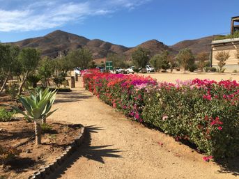 Private Wine Tasting Tour to Baja California! image 7