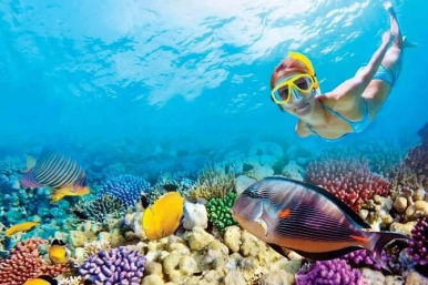 Coral Reef & Shipwreck Snorkeling image 3