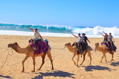 Camel Ride on the Beach with Transportation, Food & More image 2