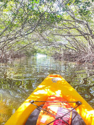 Kayak Adventure Through the Shell Key Preserve image 3