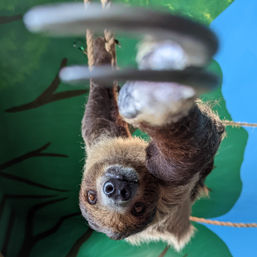 Sippin' with Sloths: Includes Complimentary Wine & Live Music image 6