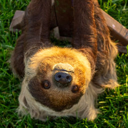 Sippin' with Sloths: Includes Complimentary Wine & Live Music image 4