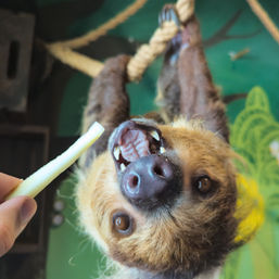 Sippin' with Sloths: Includes Complimentary Wine & Live Music image 3