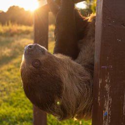 Sippin' with Sloths: Includes Complimentary Wine & Live Music image 5