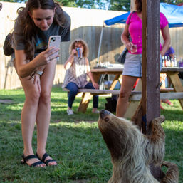 Sippin' with Sloths: Includes Complimentary Wine & Live Music image 1