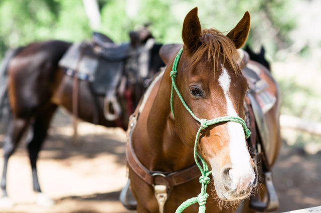 Grand Canyon Horseback Tour with Roundtrip Shuttle from Vegas, Hoover Dam Photo Op and Lunch Included image 3