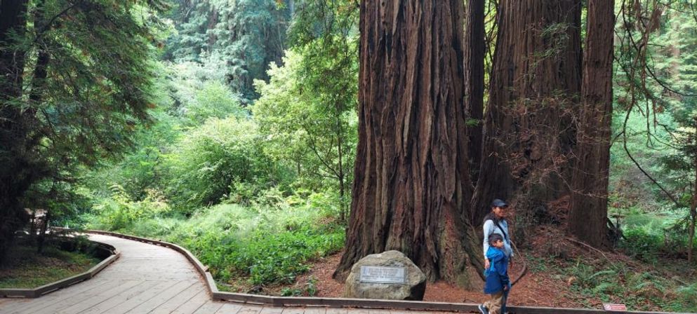 Redwoods, Views, & Alcatraz: A Bay Area Extravaganza with Must See Sights image 13