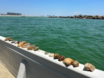 Private Snorkeling Trip with Professional Guide in Orange Beach, AL image 6