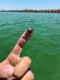 Private Snorkeling Trip with Professional Guide in Orange Beach, AL image 7