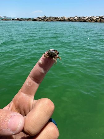 Private Snorkeling Trip with Professional Guide in Orange Beach, AL image 7