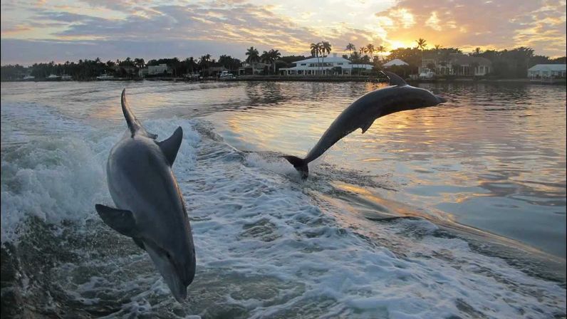 Unforgettable Adventure: Dolphin-Spotting Tour in Charleston image 4