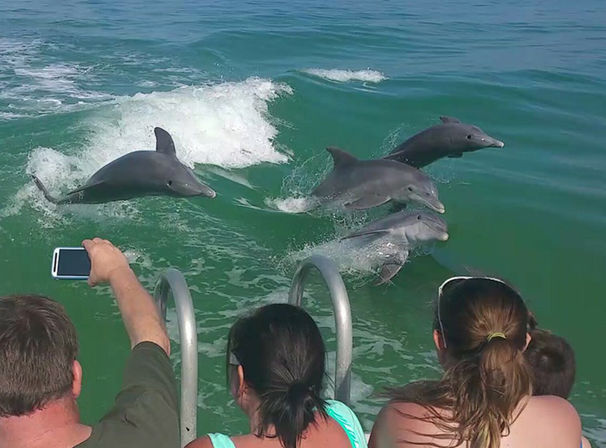 Unforgettable Adventure: Dolphin-Spotting Tour in Charleston image 1