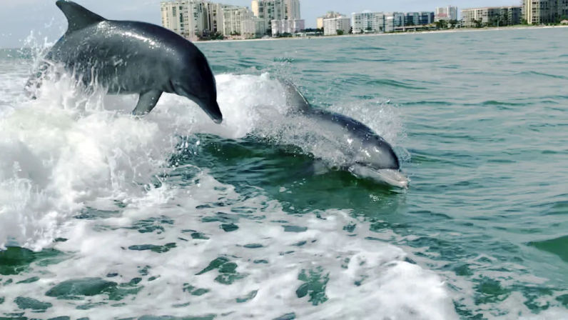 Unforgettable Adventure: Dolphin-Spotting Tour in Charleston image 2