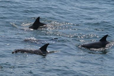 Unforgettable Adventure: Dolphin-Spotting Tour in Charleston image 5