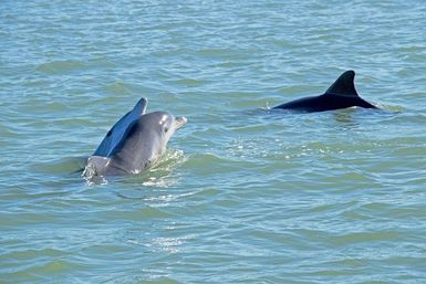 Unforgettable Adventure: Dolphin-Spotting Tour in Charleston image 3