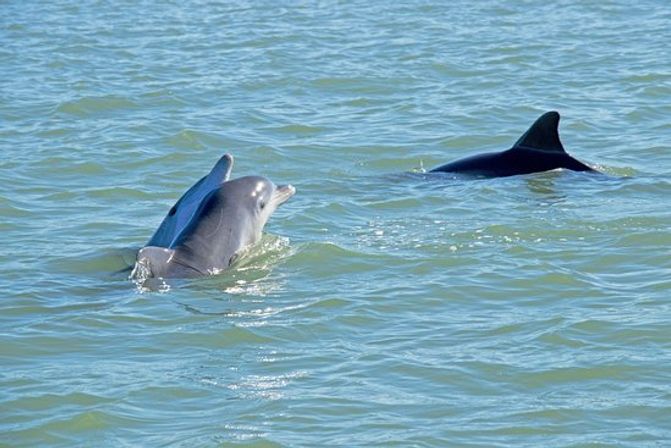 Unforgettable Adventure: Dolphin-Spotting Tour in Charleston image 3