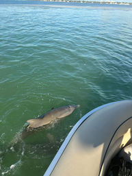 Private BYOB Brunch Boat Cruise with Mimosa Bar Included (Up to 8 Passengers) image 16