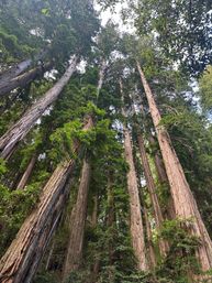 Golden Gate, Giant Trees & Great Wine: Private All-in-One Epic Day Filled with Unforgettable Memories image 1