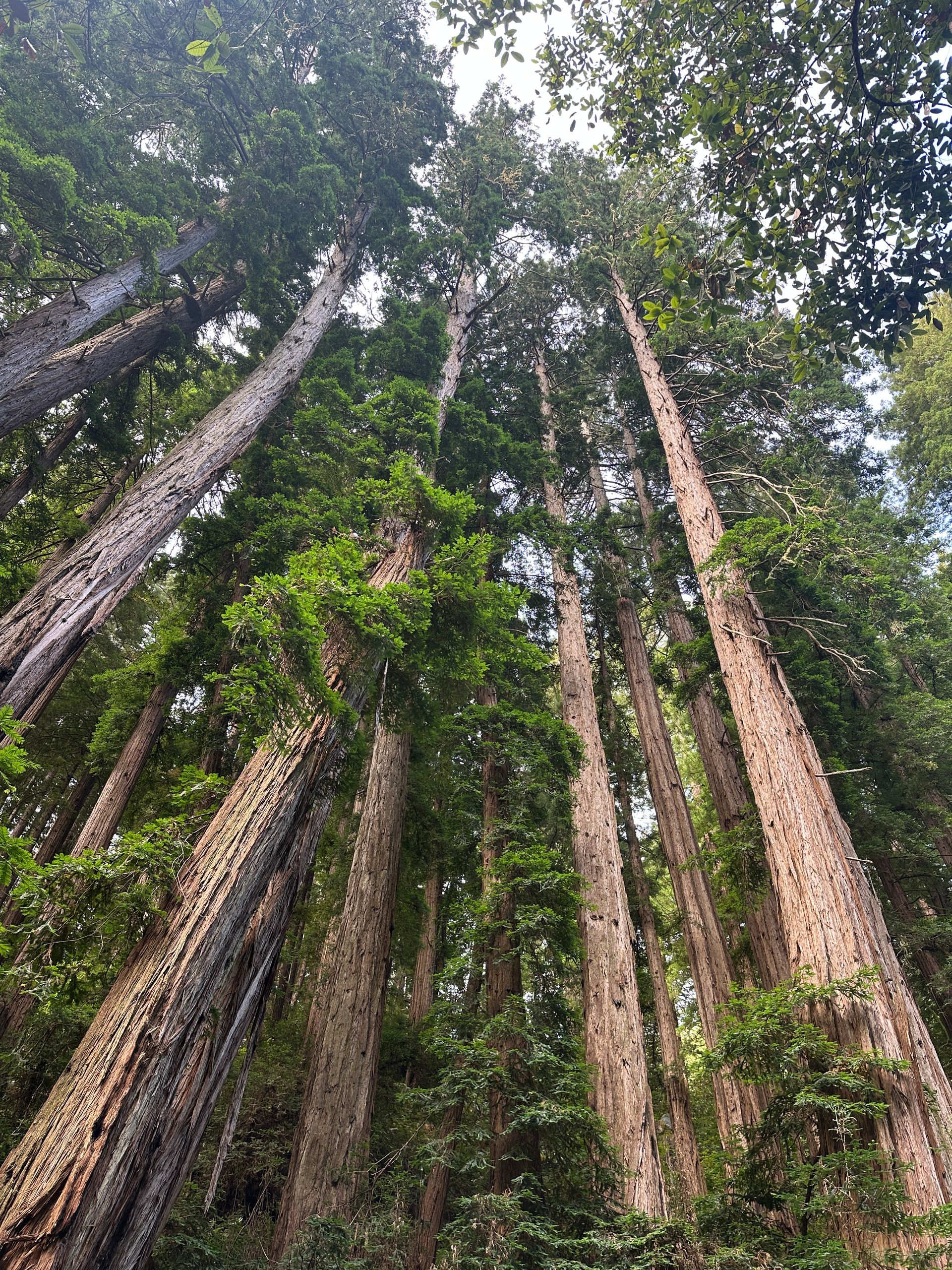 Golden Gate, Giant Trees & Great Wine: Private All-in-One Epic Day Filled with Unforgettable Memories image 1