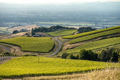 Golden Gate, Giant Trees & Great Wine: Private All-in-One Epic Day Filled with Unforgettable Memories image 6