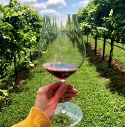 Full or Half-Day North Georgia Wine Country Tour from Atlanta image