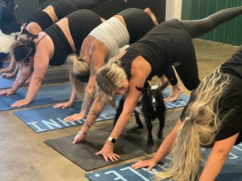 Goat Yoga Group Sessions at Shenanigoats: Insta-worthy Grounding with Goats with Public & Private Classes image 17