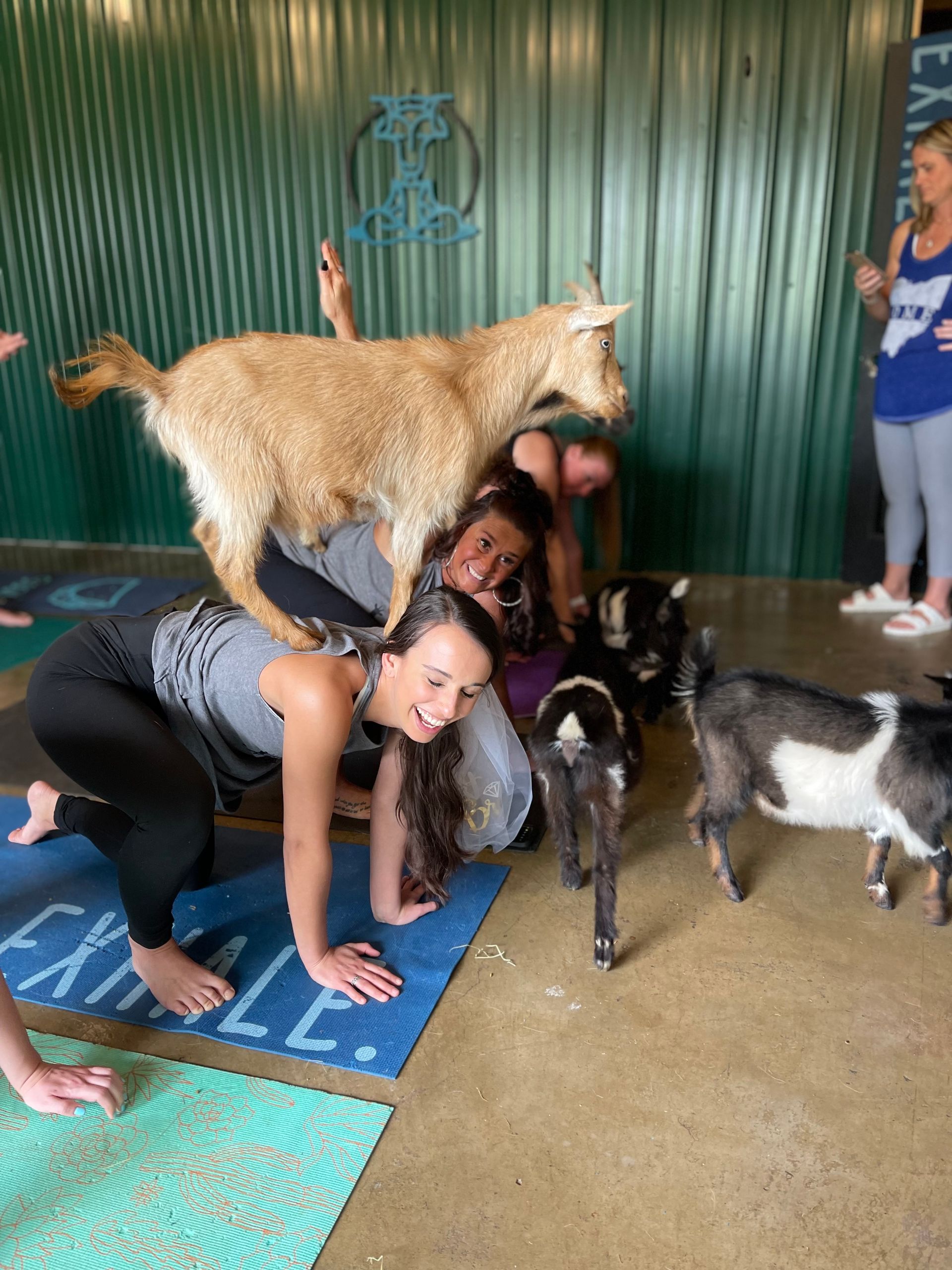 Goat Yoga Group Sessions at Shenanigoats: Insta-worthy Grounding with Goats with Public & Private Classes image 2