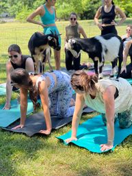 Goat Yoga Group Sessions at Shenanigoats: Insta-worthy Grounding with Goats with Public & Private Classes image 7